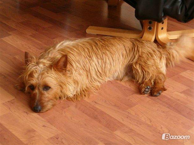 Australsk terrier Rumle Quick (Quick) billede 4