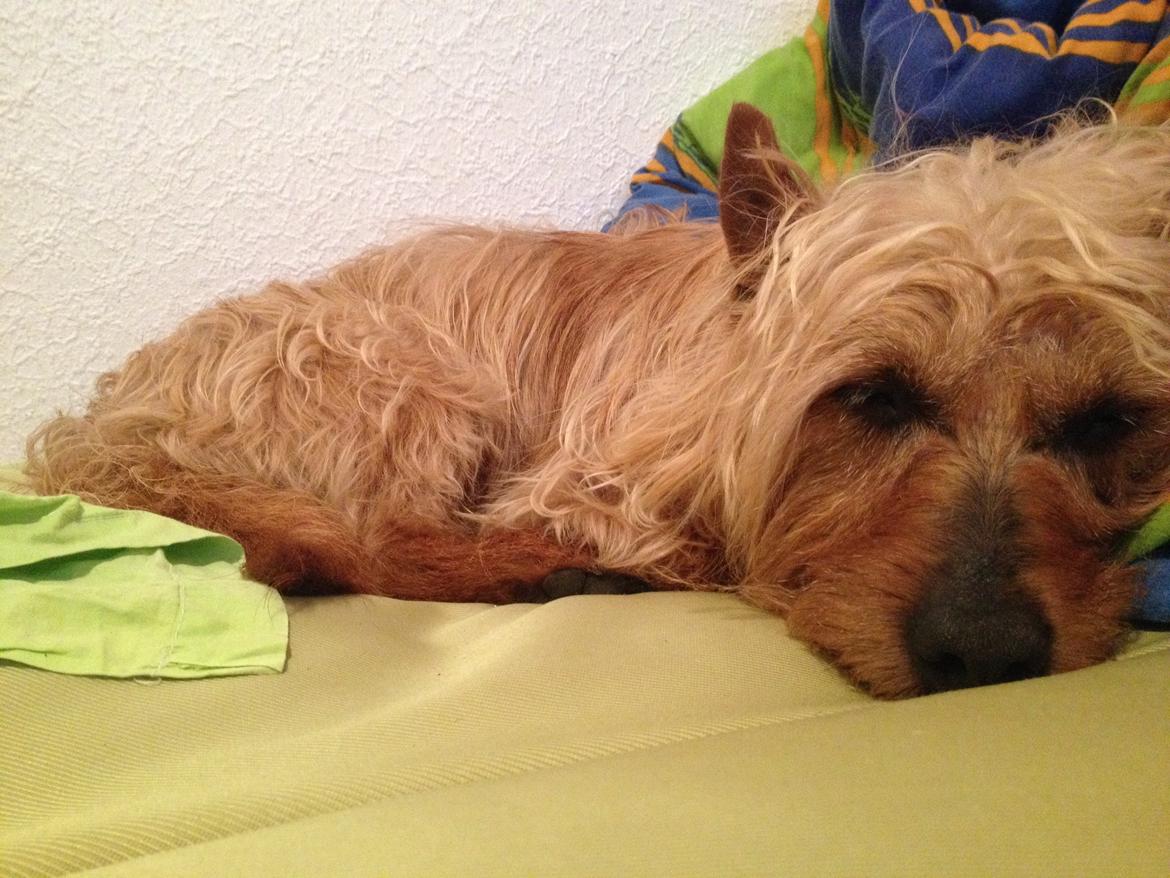 Australsk terrier Rumle Quick (Quick) billede 2