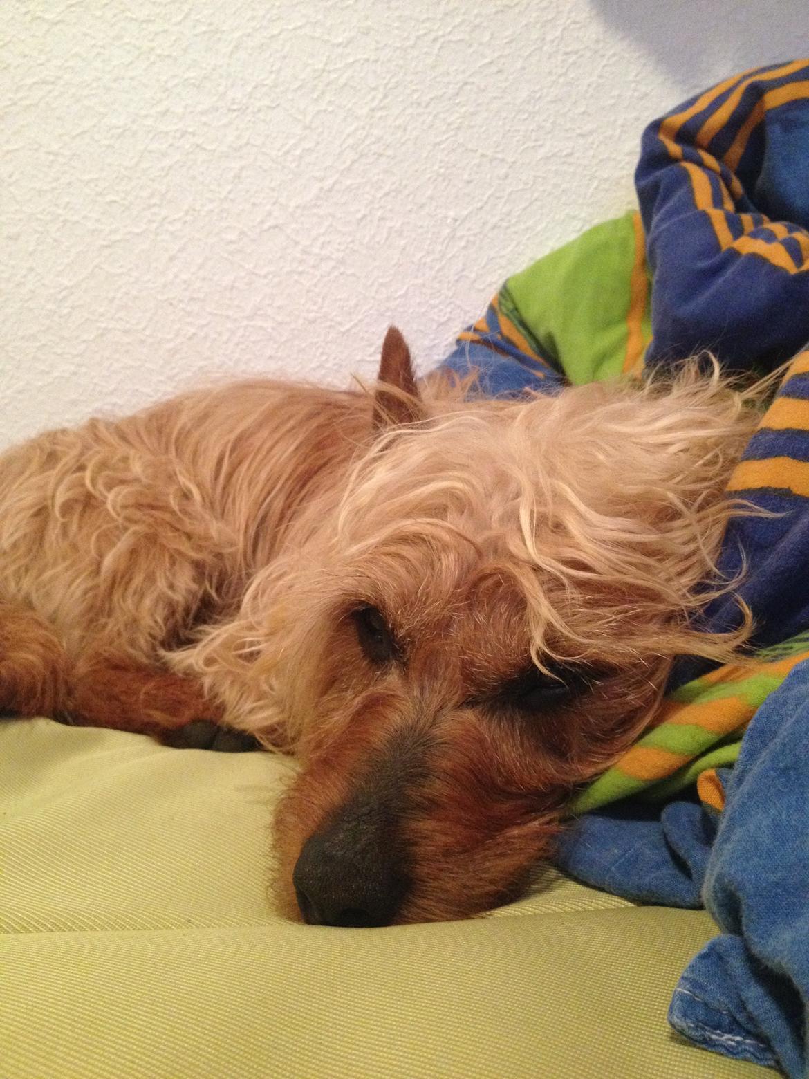 Australsk terrier Rumle Quick (Quick) billede 5