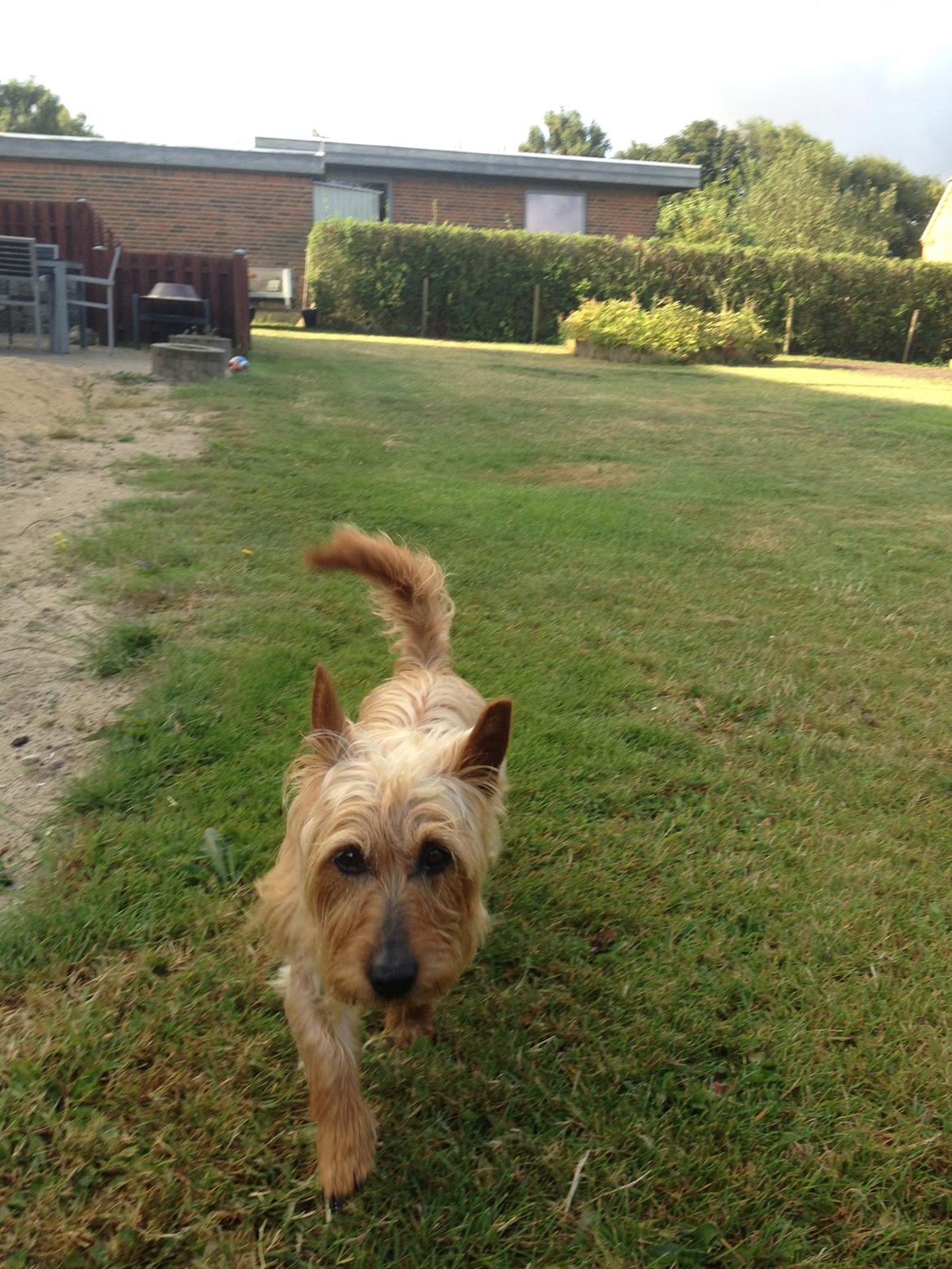 Australsk terrier Rumle Quick (Quick) billede 7