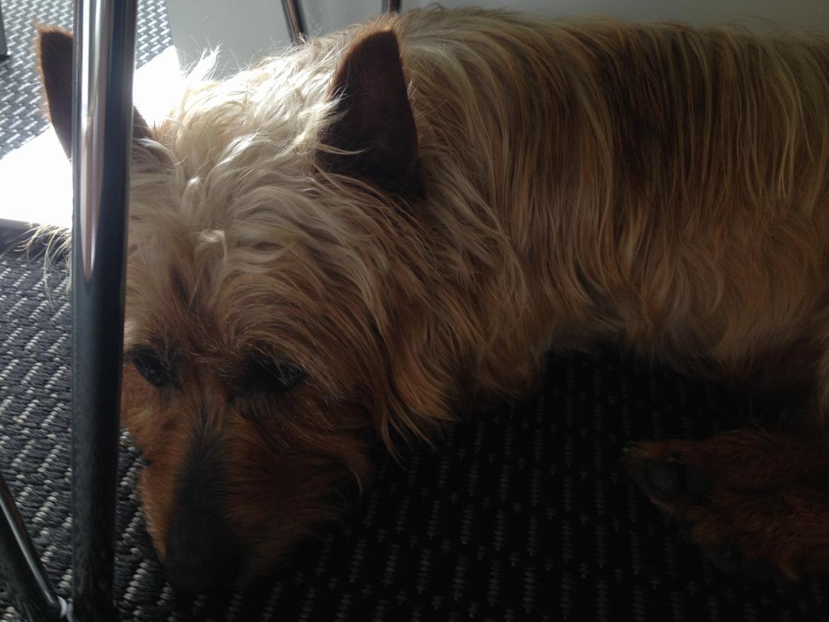 Australsk terrier Rumle Quick (Quick) billede 8