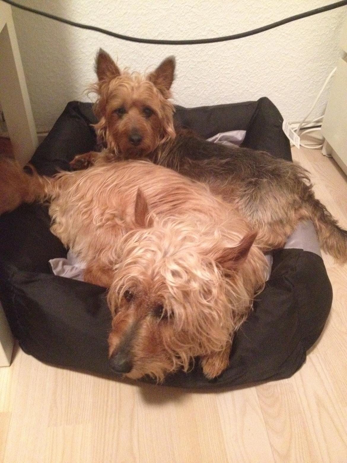 Australsk terrier Rumle Quick (Quick) billede 9