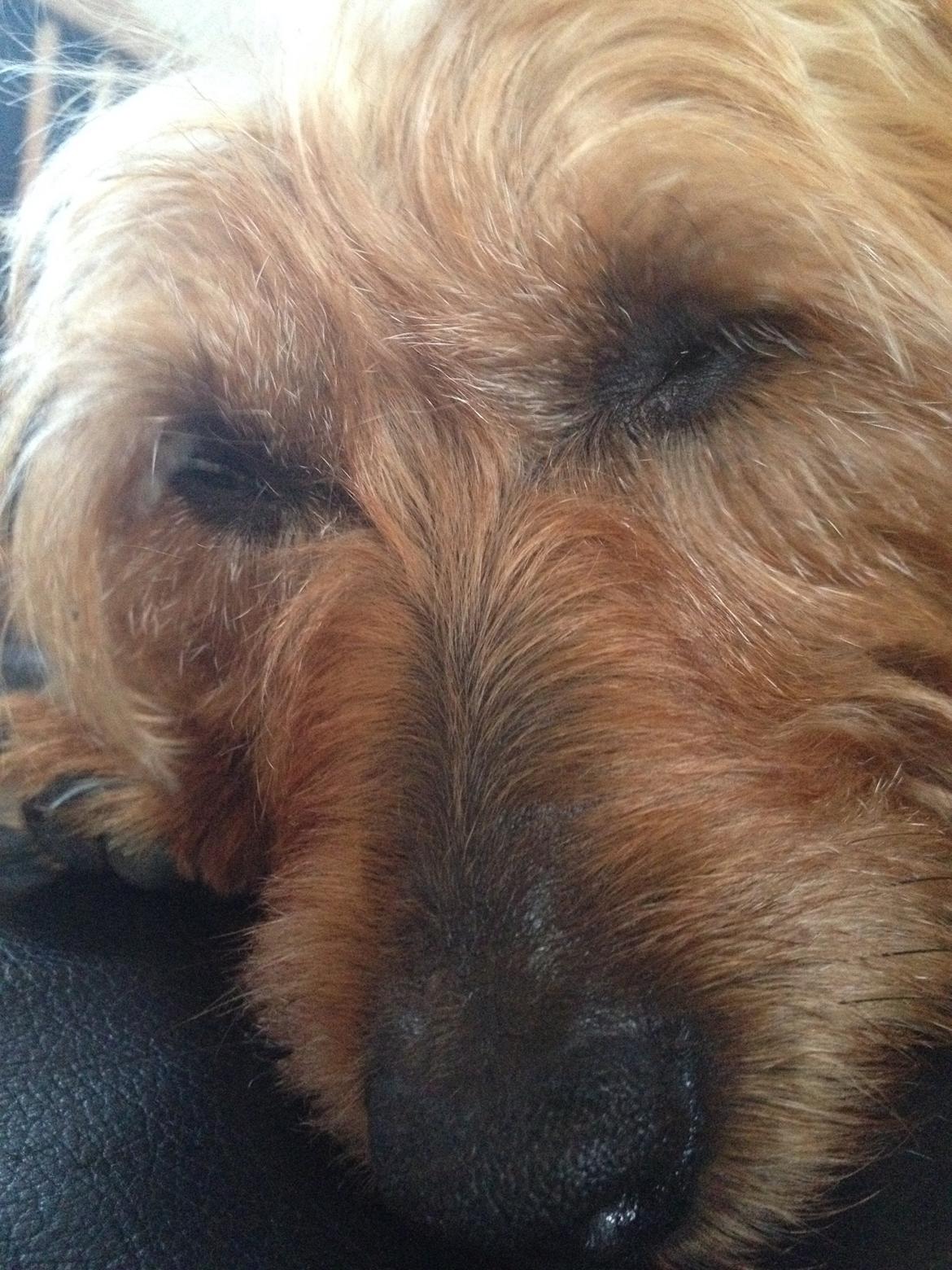 Australsk terrier Rumle Quick (Quick) billede 10