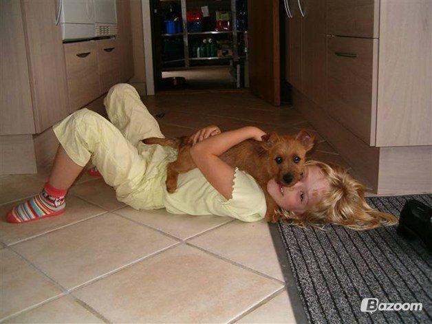 Australsk terrier Rumle Quick (Quick) billede 11