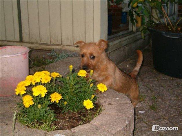 Australsk terrier Rumle Quick (Quick) billede 12