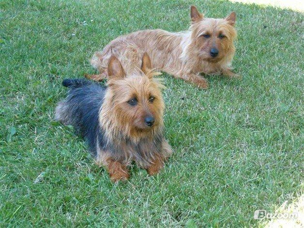 Australsk terrier Rumle Quick (Quick) billede 13