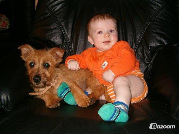 Australsk terrier Rumle Quick (Quick) billede 14