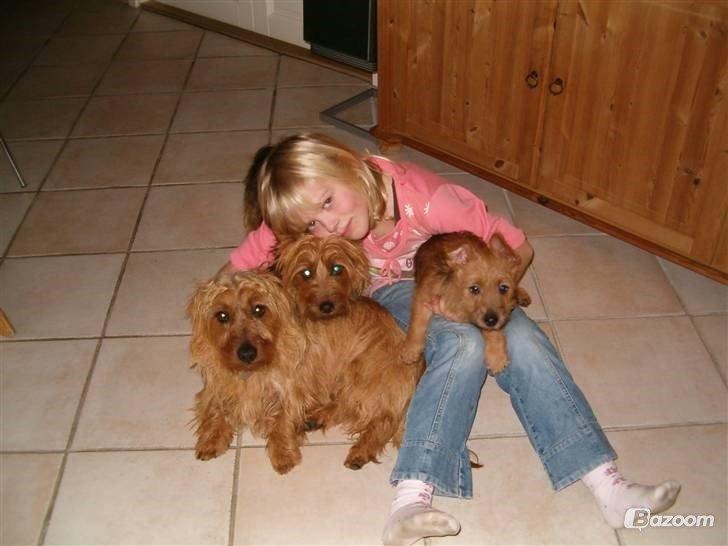 Australsk terrier Rumle Quick (Quick) - Quick, Sally og deres hvalp, Sille billede 15