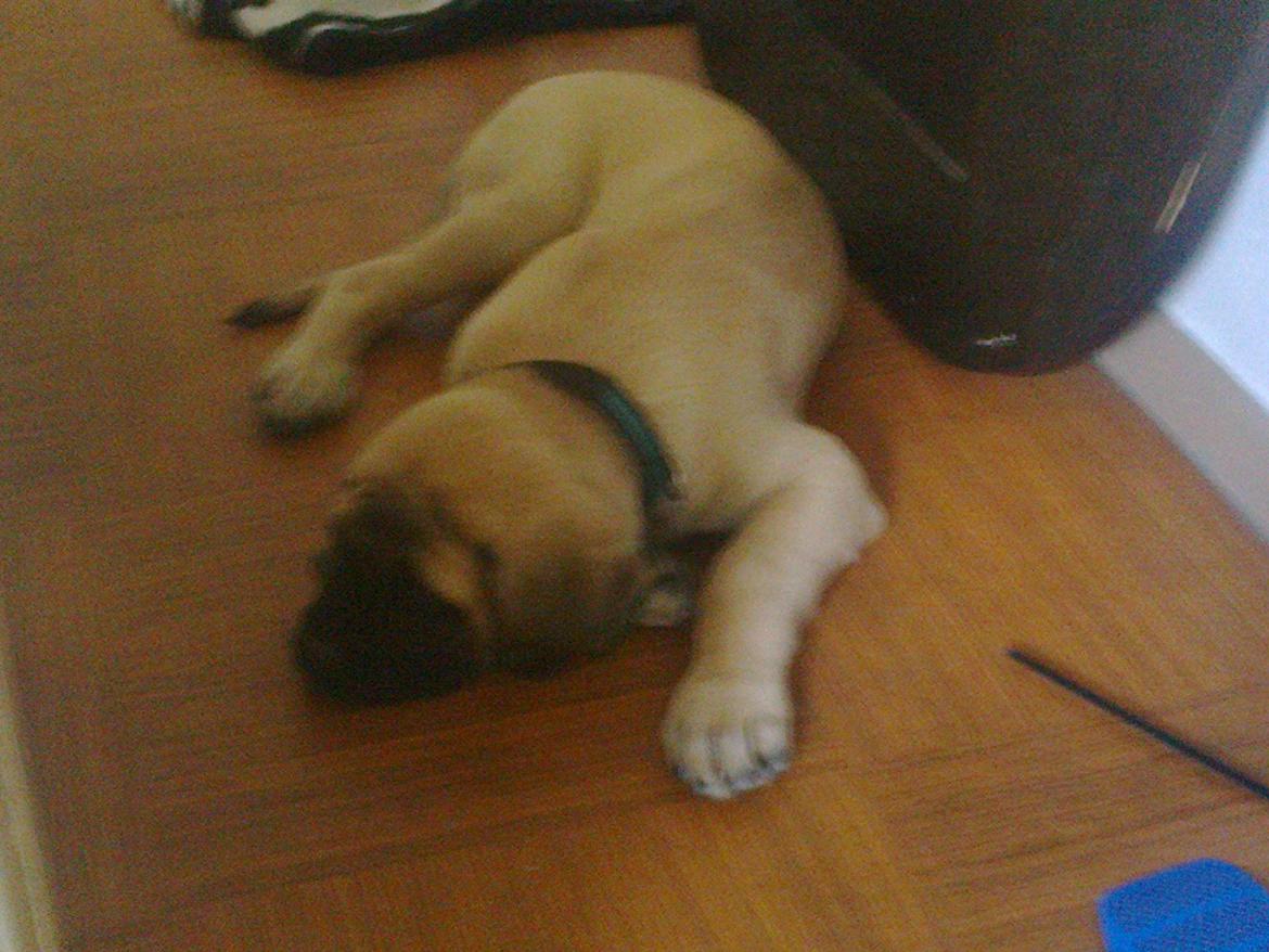 Mastiff Magnus (Dr. Dexter) billede 11