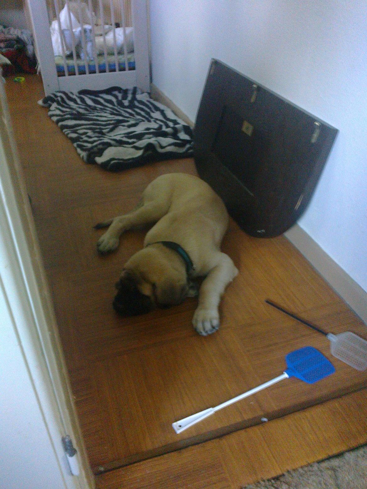 Mastiff Magnus (Dr. Dexter) billede 12