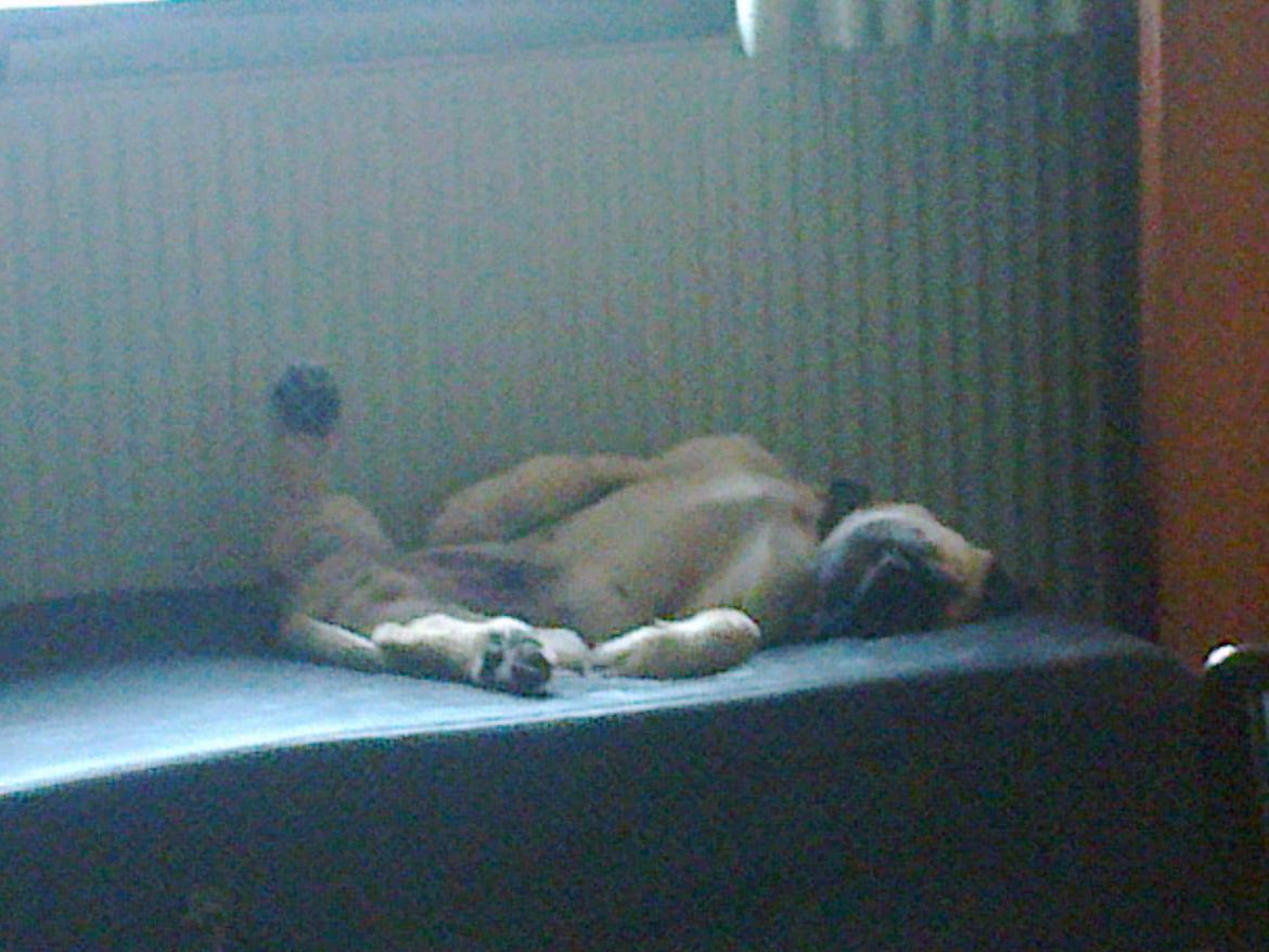 Mastiff Magnus (Dr. Dexter) billede 13