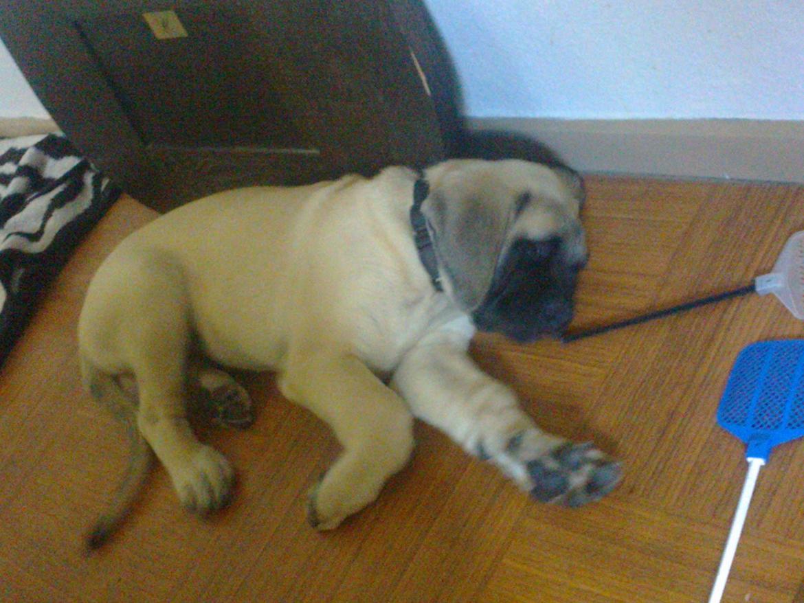 Mastiff Magnus (Dr. Dexter) billede 10