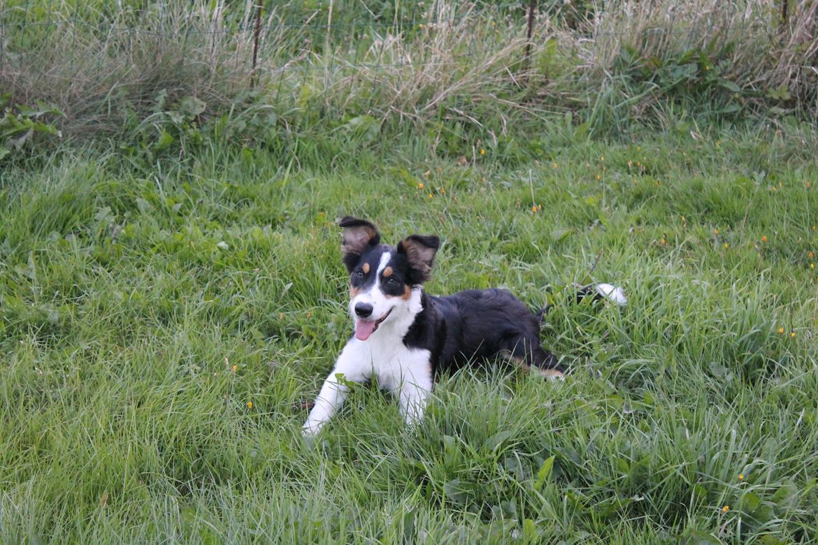 Border collie Sitka billede 14