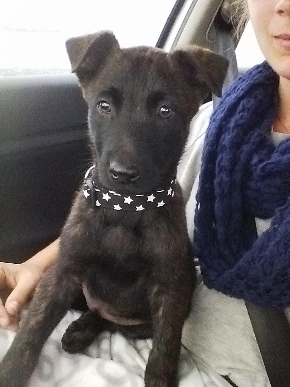 Hollandsk hyrdehund Flottenheimer's Sico billede 2