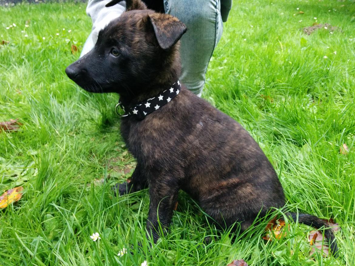 Hollandsk hyrdehund Flottenheimer's Sico billede 3