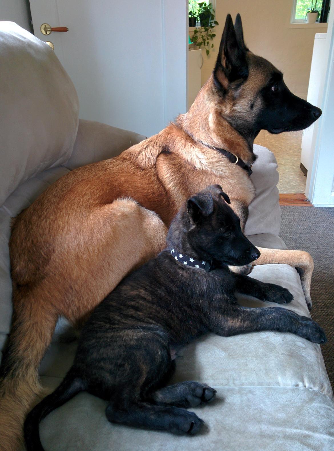 Hollandsk hyrdehund Flottenheimer's Sico billede 4