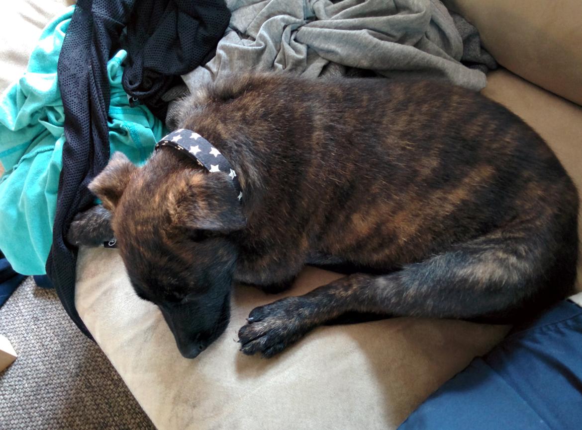 Hollandsk hyrdehund Flottenheimer's Sico billede 5