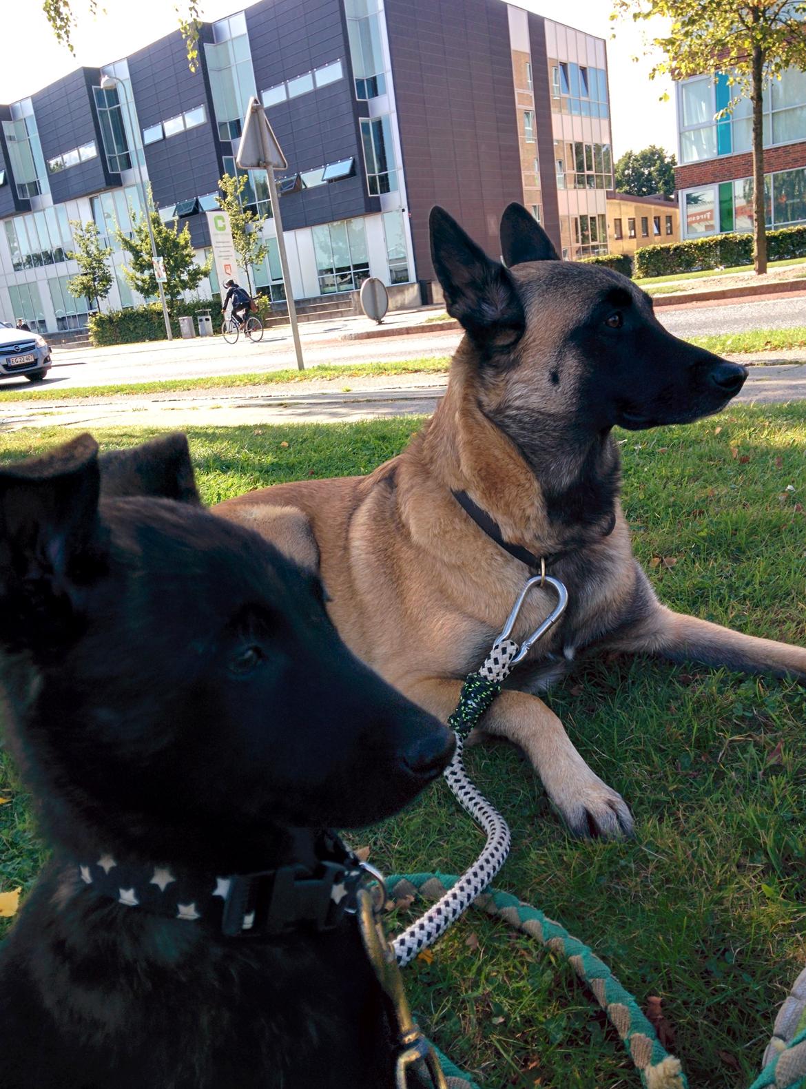 Hollandsk hyrdehund Flottenheimer's Sico billede 6