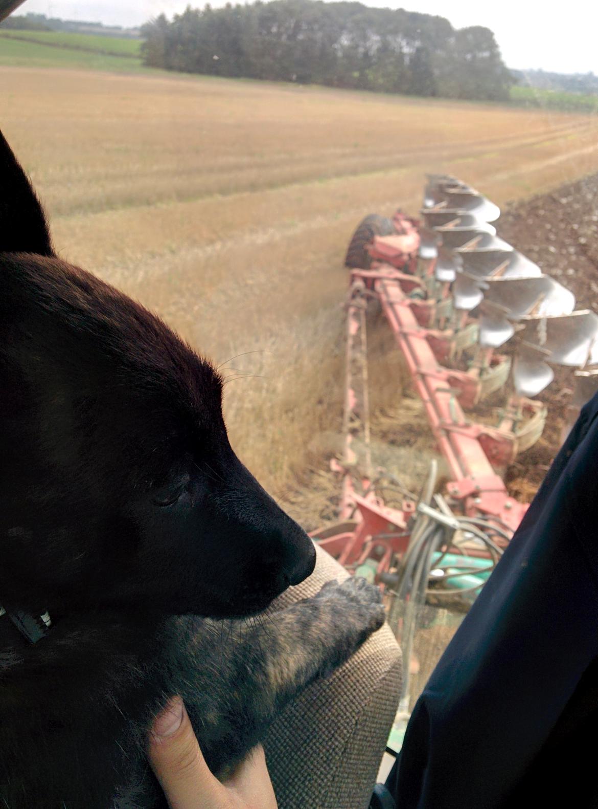 Hollandsk hyrdehund Flottenheimer's Sico billede 7