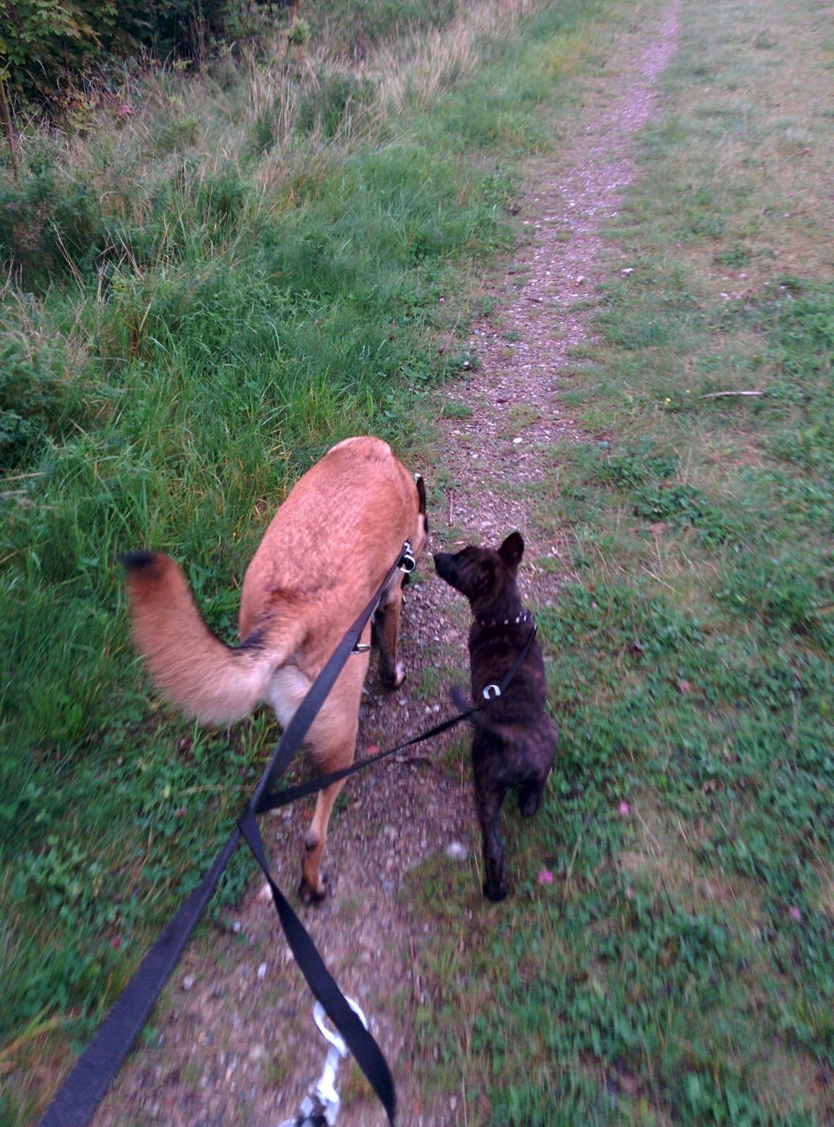 Hollandsk hyrdehund Flottenheimer's Sico billede 8