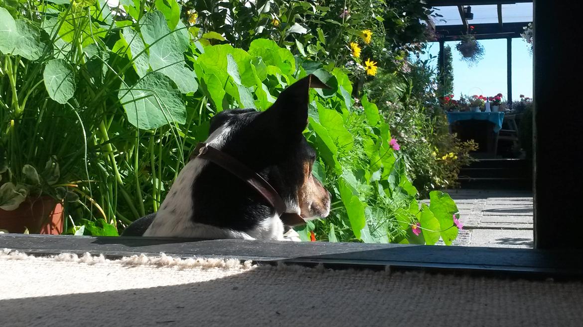 Dansk svensk gaardhund Boldt billede 25