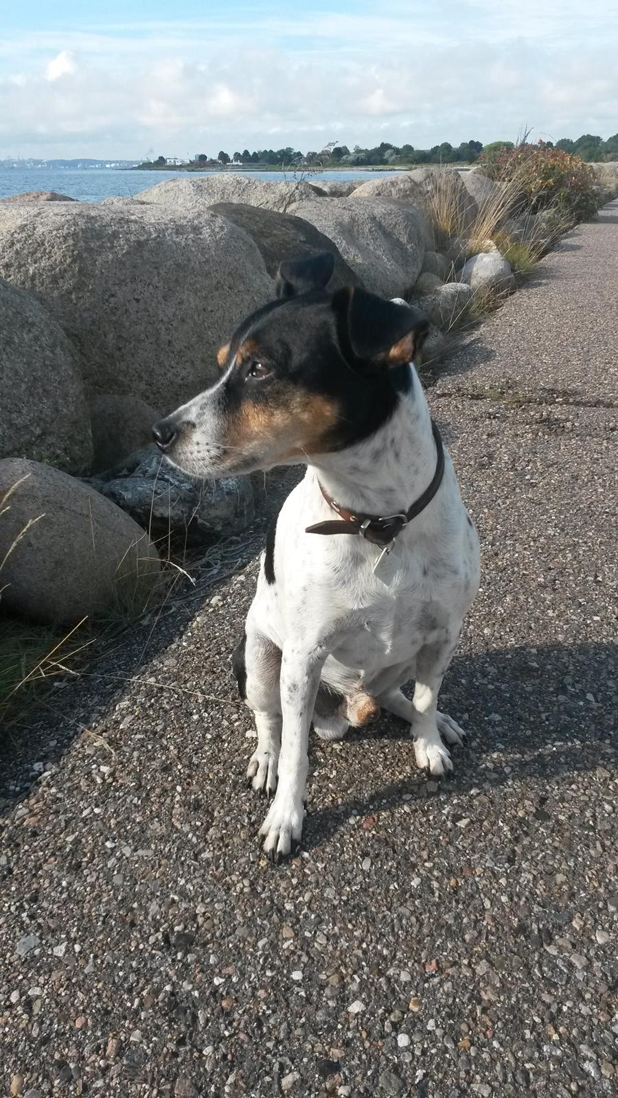 Dansk svensk gaardhund Boldt billede 27