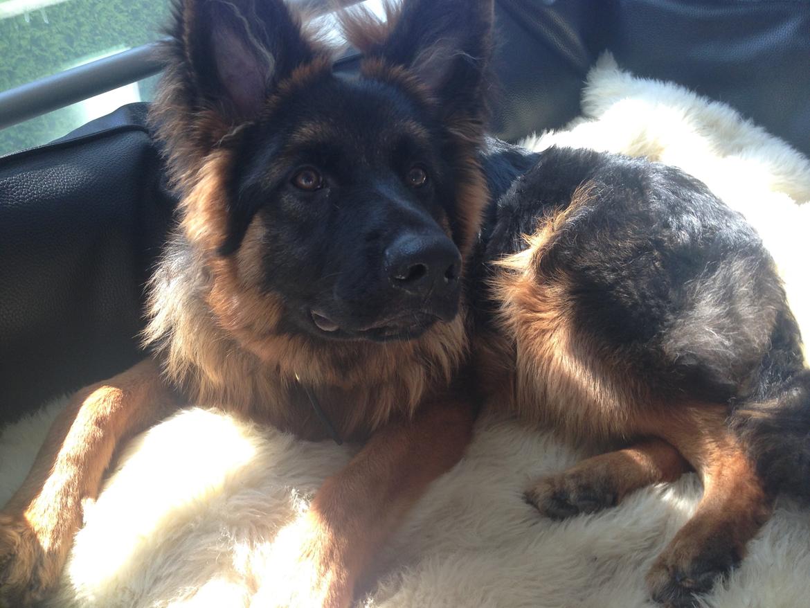 Schæferhund Clinton billede 1