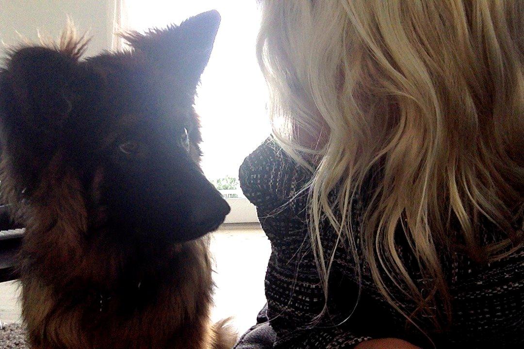 Schæferhund Clinton billede 2