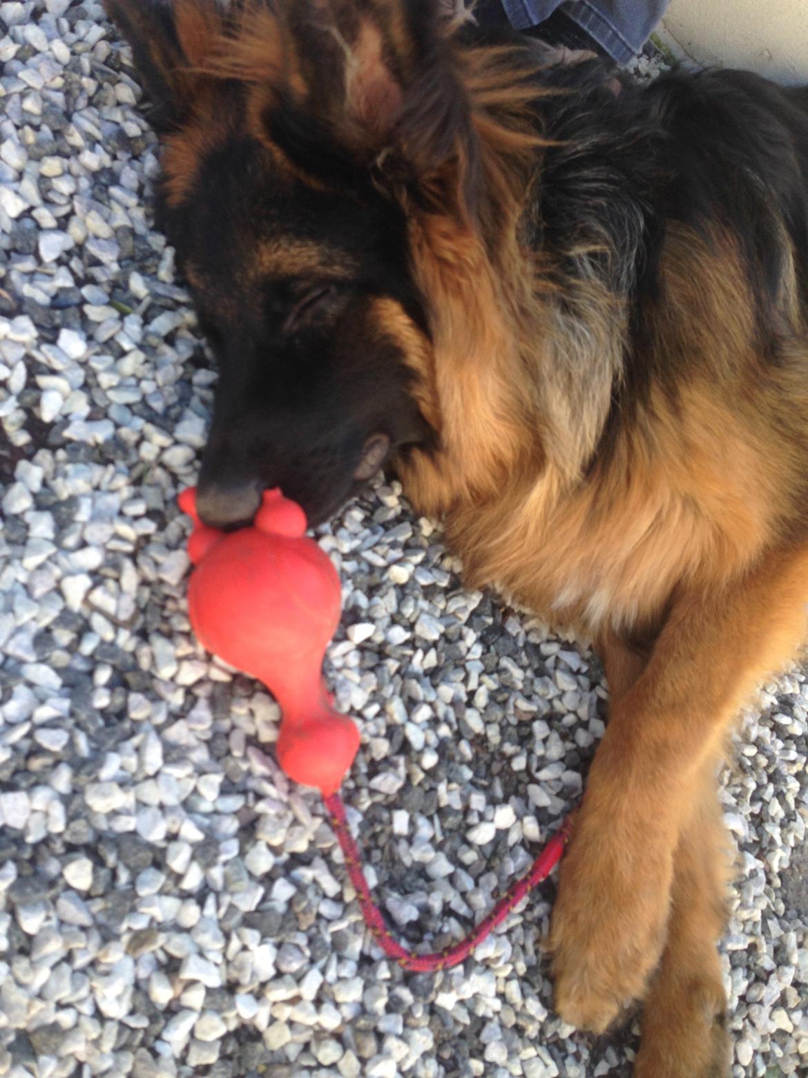 Schæferhund Clinton billede 4