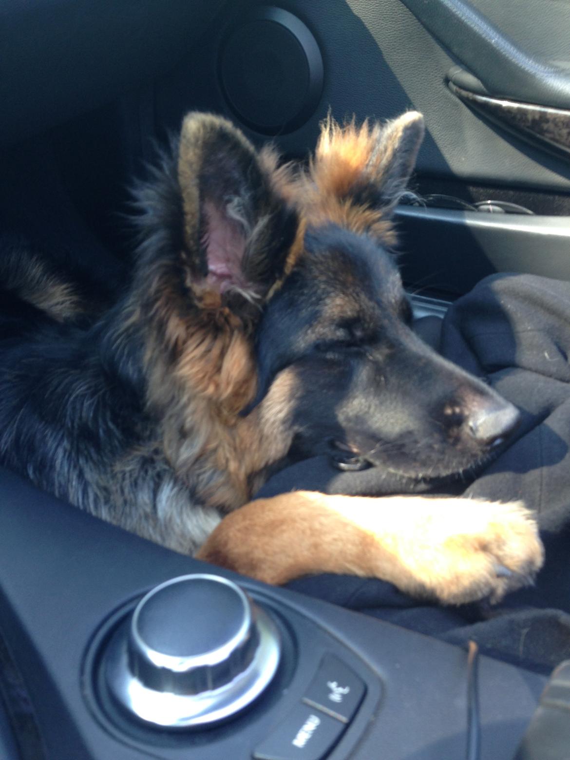 Schæferhund Clinton billede 5