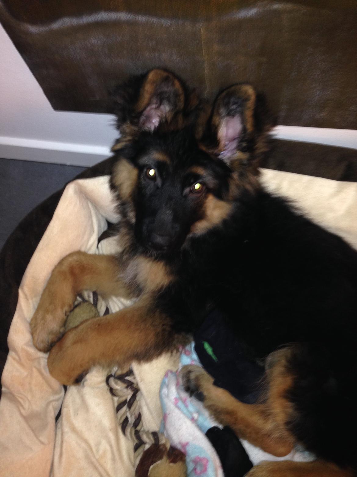 Schæferhund Clinton billede 3