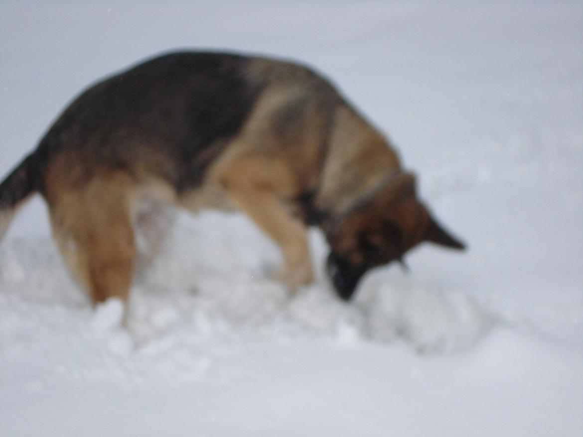 Schæferhund Jackie * Sofavovsen* billede 29