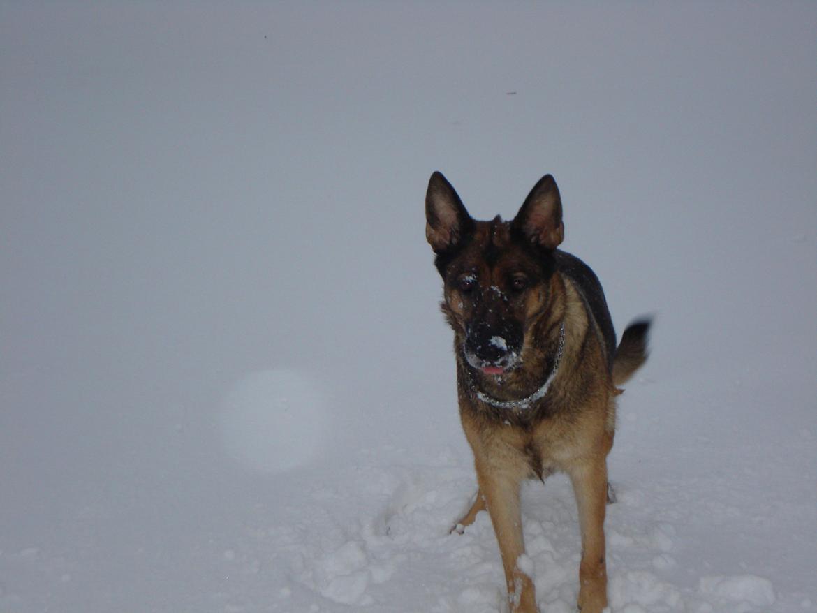 Schæferhund Jackie * Sofavovsen* billede 30