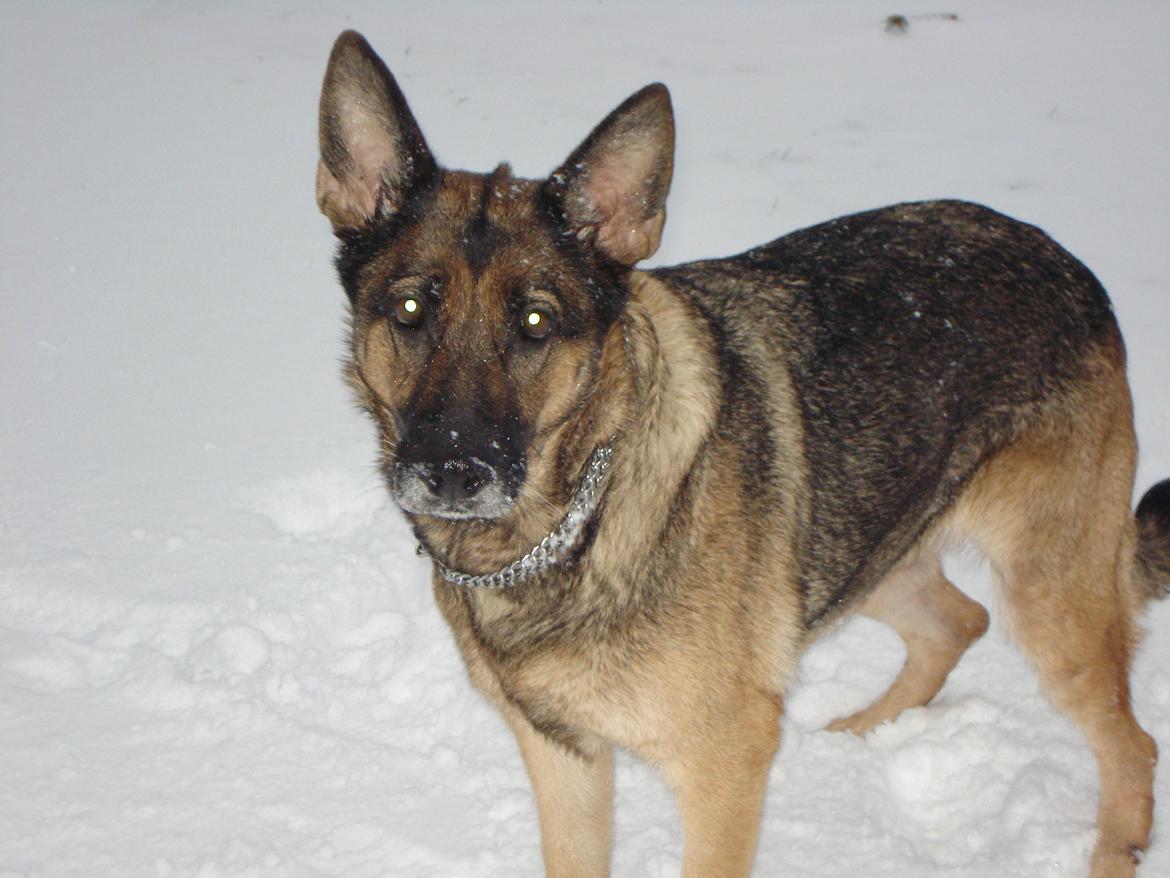 Schæferhund Jackie * Sofavovsen* billede 1