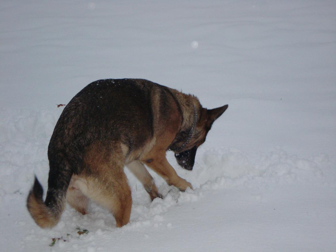 Schæferhund Jackie * Sofavovsen* billede 32