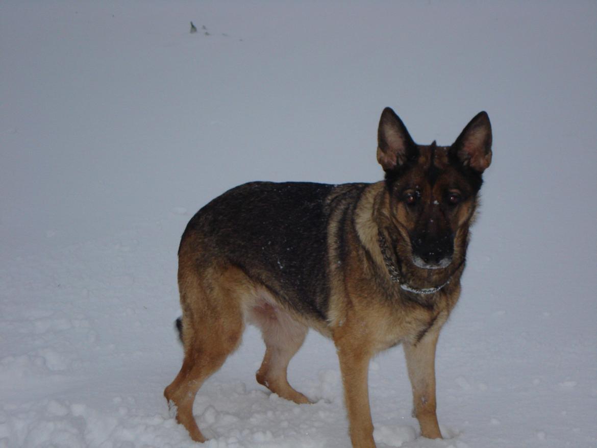 Schæferhund Jackie * Sofavovsen* billede 31