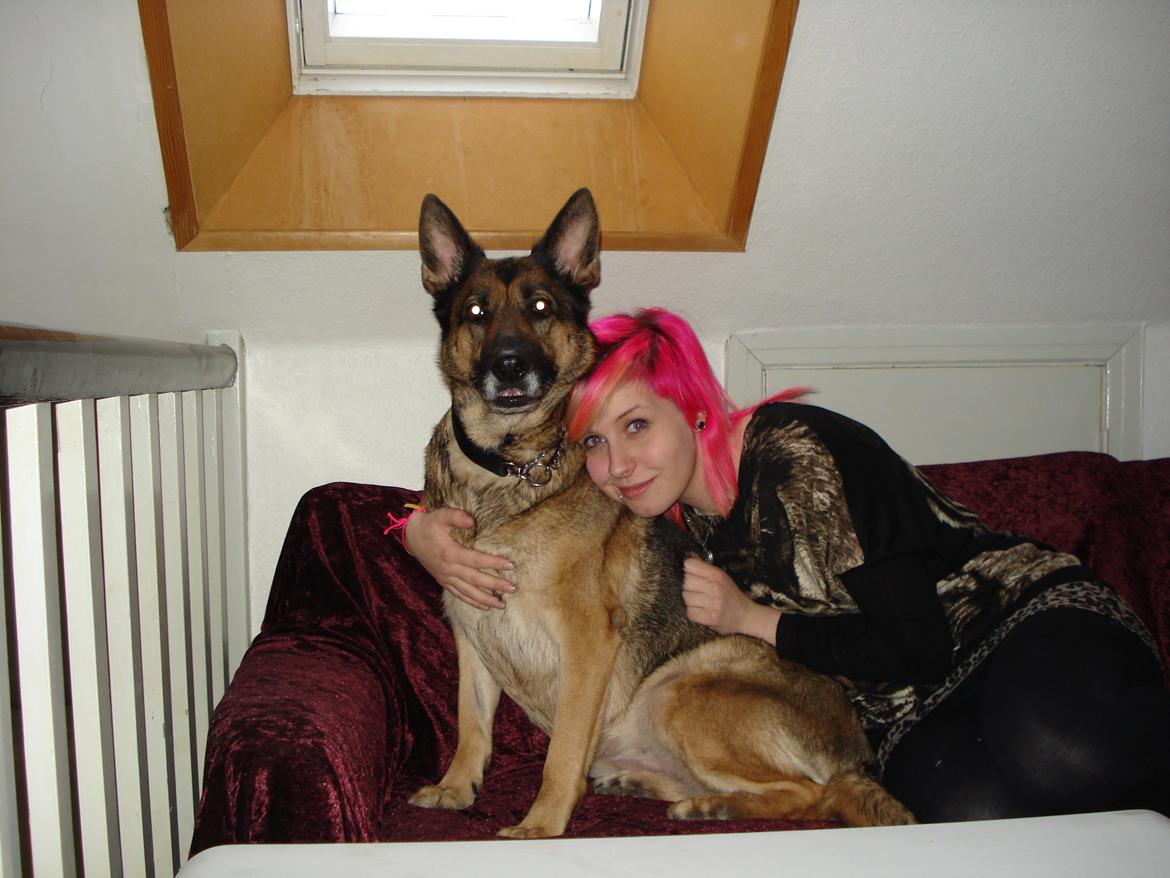 Schæferhund Jackie * Sofavovsen* billede 33