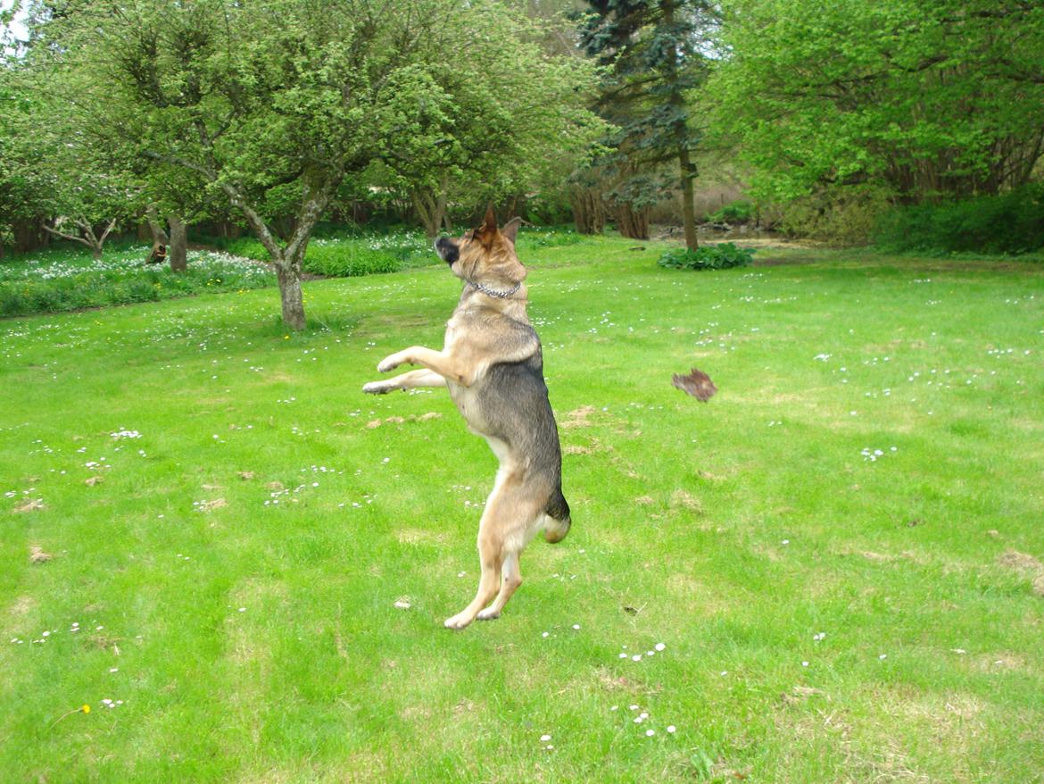 Schæferhund Jackie * Sofavovsen* billede 34