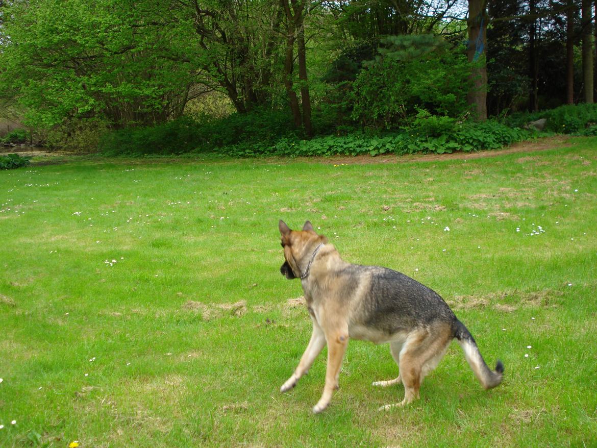 Schæferhund Jackie * Sofavovsen* billede 35