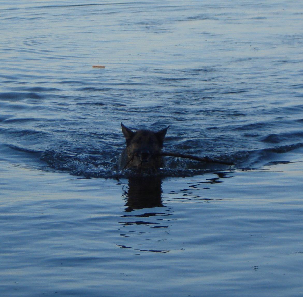 Schæferhund Jackie * Sofavovsen* billede 36