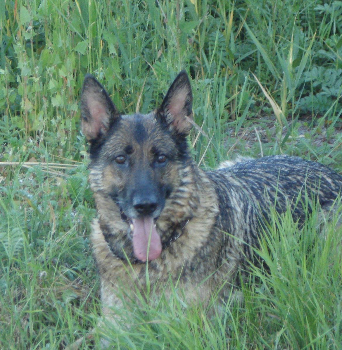 Schæferhund Jackie * Sofavovsen* billede 2