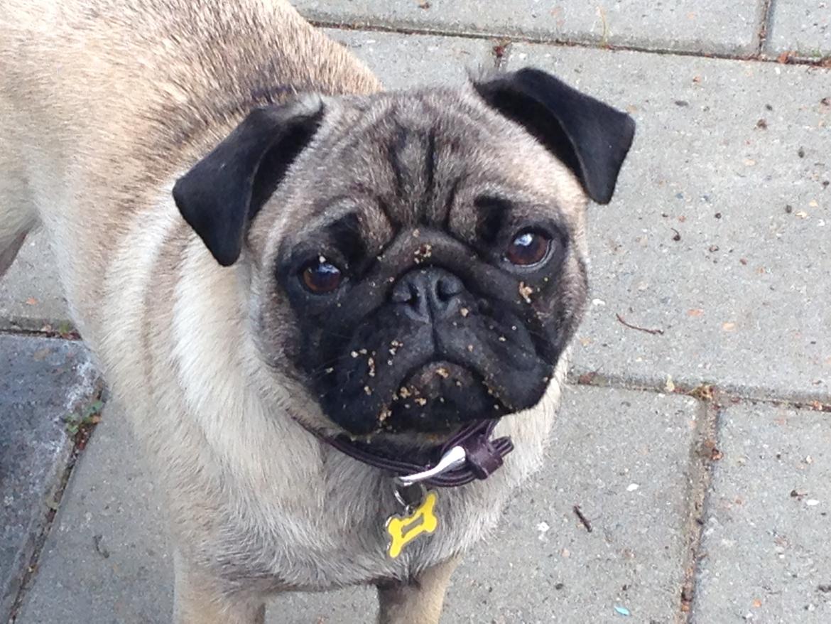 Mops Alma billede 10