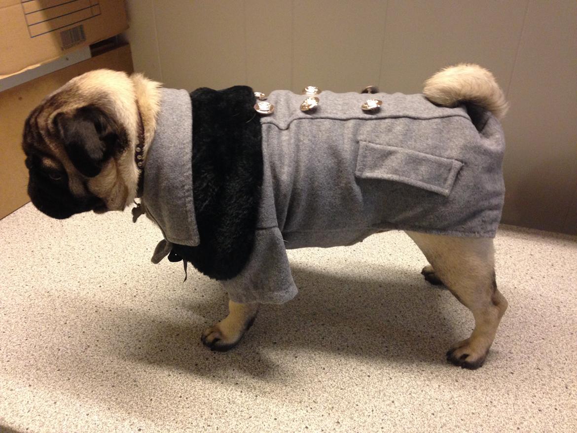 Mops Alma billede 11