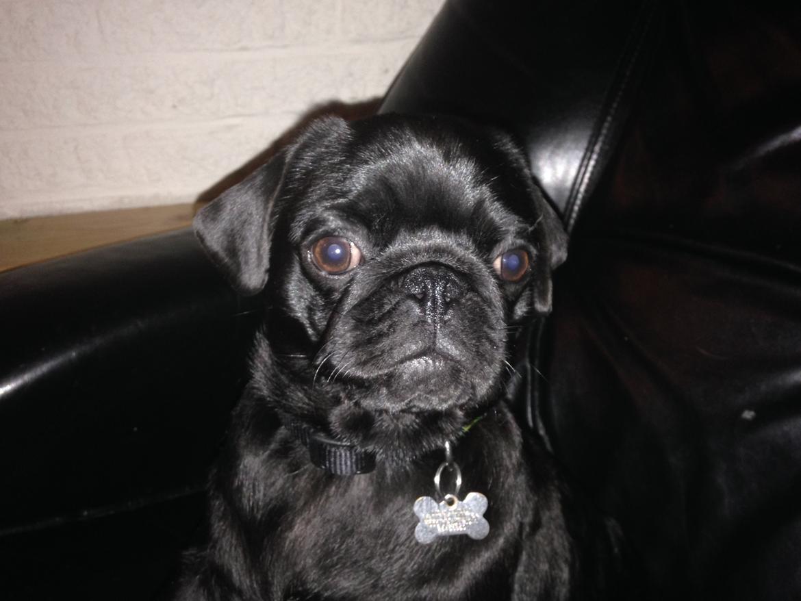 Mops Midas billede 2