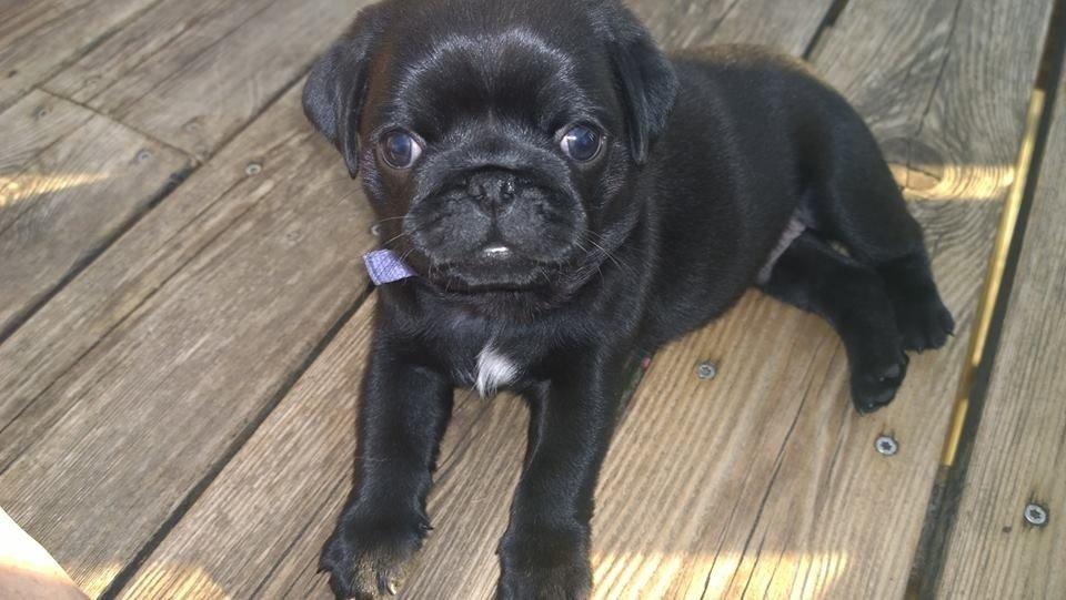 Mops Midas billede 3