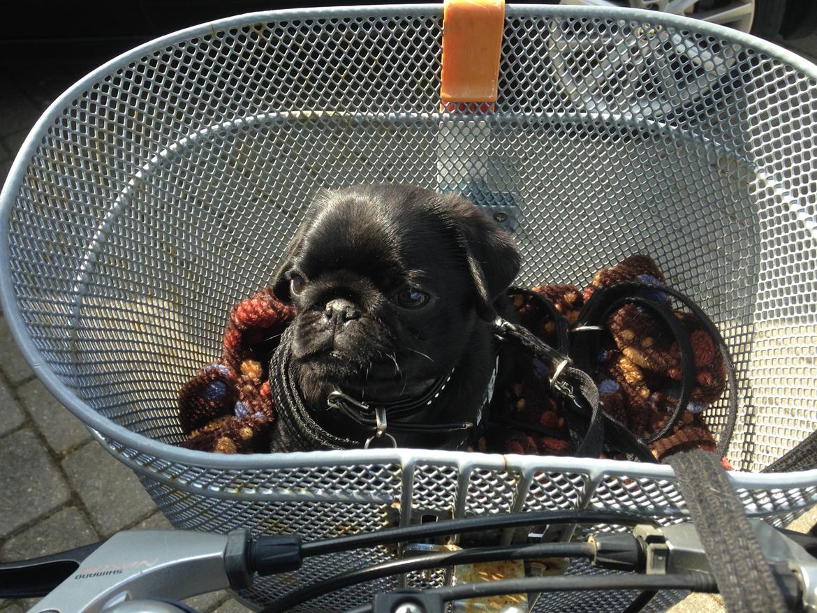 Mops Midas billede 4