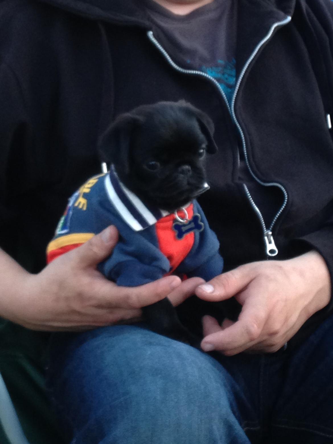 Mops Midas billede 5