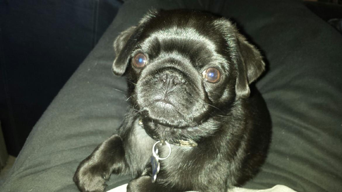 Mops Midas billede 6