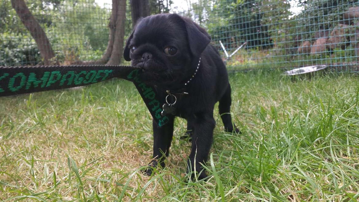 Mops Midas billede 7