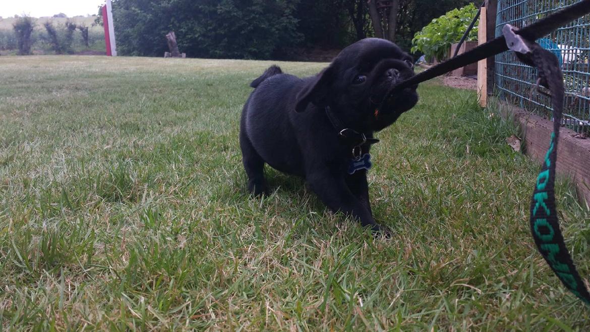 Mops Midas billede 8